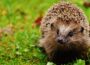 NABU ruft zur Igel- und Maulwurf-Zählung auf