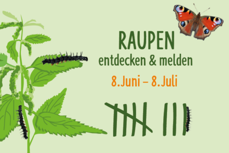 Gemeinsame Mitmachaktion: Raupen entdecken und melden
