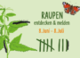 Gemeinsame Mitmachaktion: Raupen entdecken und melden