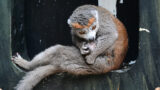 Nachwuchs im Zoo Heidelberg: Jungtiere bei Kronenmakis und Blessböcken