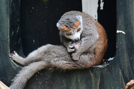 Nachwuchs im Zoo Heidelberg: Jungtiere bei Kronenmakis und Blessböcken