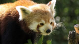 Artenschutztag im Zoo Heidelberg: Natur- und Artenschutz zum Mitmachen erleben