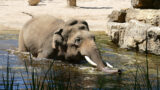 So gehen die Tiere im Zoo Heidelberg mit der Hitzewelle um