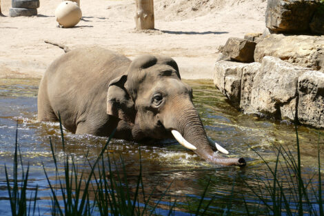 So gehen die Tiere im Zoo Heidelberg mit der Hitzewelle um