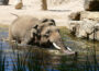 So gehen die Tiere im Zoo Heidelberg mit der Hitzewelle um