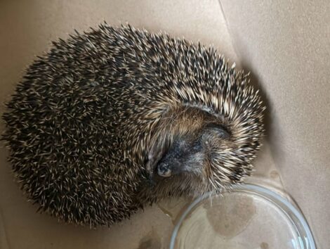 Geschwächter Igel von Schülerinnen und Schülern in Sandhausen gerettet
