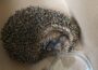 Geschwächter Igel von Schülerinnen und Schülern in Sandhausen gerettet