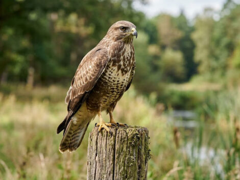 Das Forstamt informiert: Mögliche Bussard-Attacken im Nußlocher Gemeindewald