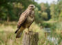 Das Forstamt informiert: Mögliche Bussard-Attacken im Nußlocher Gemeindewald