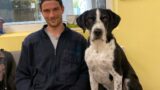 Rocco kämpft mit dem Tierheimalltag