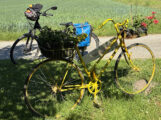 Mach mit beim STADTRADELN – im Green Team Nußloch!