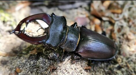 Besonderer Naturfund: Hirschkäfer im Nußlocher Wald gesichtet