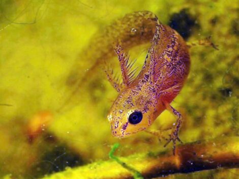 Fische mit Füßen? Wunderliche Tiere erobern die Teiche unserer Heimat