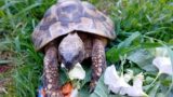 Landschildkröten – immer beliebtere aber unterschätzte Haustiere