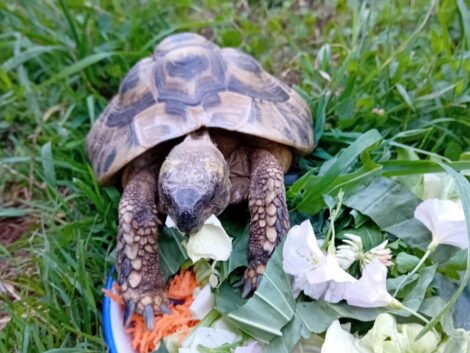Landschildkröten – immer beliebtere aber unterschätzte Haustiere