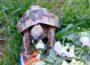 Landschildkröten – immer beliebtere aber unterschätzte Haustiere