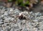 Nosferatu-Spinne breitet sich weiter aus
