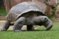 Neues Schildkrötenhaus im Zoo Heidelberg nimmt Gestalt an
