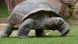 Neues Schildkrötenhaus im Zoo Heidelberg nimmt Gestalt an