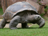 Neues Schildkrötenhaus im Zoo Heidelberg nimmt Gestalt an