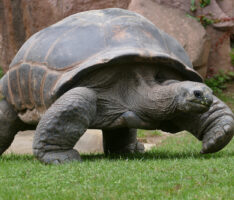 Neues Schildkrötenhaus im Zoo Heidelberg nimmt Gestalt an