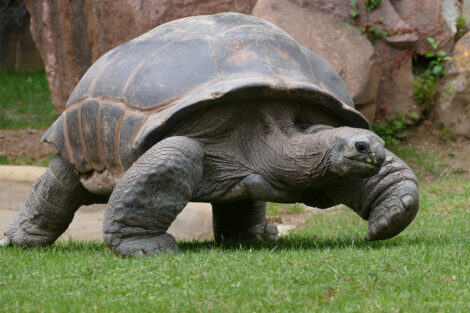 Neues Schildkrötenhaus im Zoo Heidelberg nimmt Gestalt an