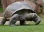 Neues Schildkrötenhaus im Zoo Heidelberg nimmt Gestalt an