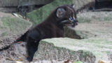 Erneuter Nachwuchs bei den Asiatischen Goldkatzen im Zoo Heidelberg