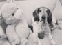 Abschied von „Opa Henry“: Langjähriger Tierheimhund hinterlässt eine große Lücke
