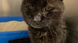 Ein trauriger Trend: Immer mehr ältere Katzen landen im Tierheim