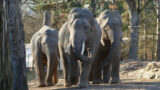 Zoo Heidelberg lädt zum Elefantentag ein