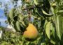 Obstbäume im Härtetest: So kommen Apfel und Birne durch trockene Sommer