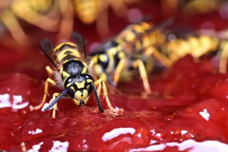 Wespennester im Sommer: So gelingt ein friedliches Zusammenleben mit Wespen