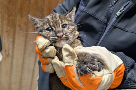 Erste Untersuchung beim Goldkatzen-Nachwuchs