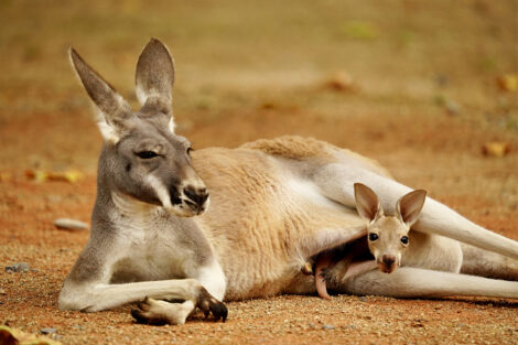 Kleine Sprünge auf der Australien-Wiese: Junge Kängurus erkunden den Zoo Heidelberg