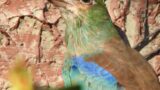 Blauracken genießen die letzten Sonnenstrahlen im Tierpark Walldorf