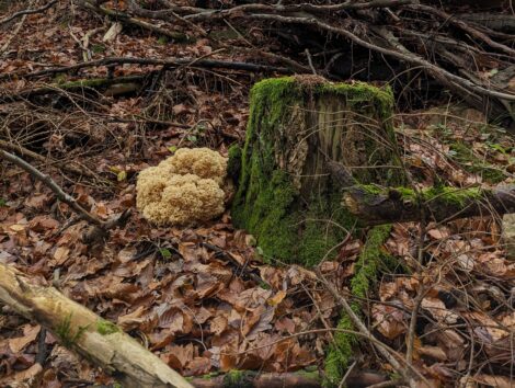 Pilzsaison im Rhein-Neckar-Kreis: Steinpilz, Krause Glucke und Co. locken in den Wald