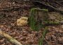 Pilzsaison im Rhein-Neckar-Kreis: Steinpilz, Krause Glucke und Co. locken in den Wald