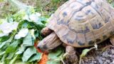 Zwei Schildkröten suchen noch vor dem Winter ein neues Zuhause