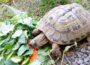 Zwei Schildkröten suchen noch vor dem Winter ein neues Zuhause