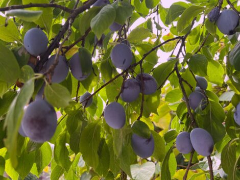 Zwetschgenbäume – natürlicher Sonnenschutz und wertvolle Nahrungsquelle
