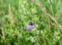 Herbstzeit ist Saatzeit: Wildblumen für ein buntes Insektenparadies