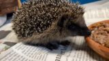 Junge Igel im Herbst: Wann brauchen sie Hilfe?