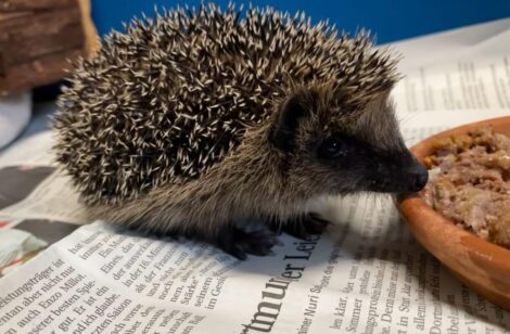 Junge Igel im Herbst: Wann brauchen sie Hilfe?