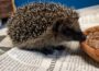 Junge Igel im Herbst: Wann brauchen sie Hilfe?