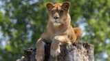 Abschied und Willkommen auf der Löwenanlage im Zoo Heidelberg