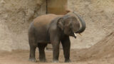 Neuer Elefant im Zoo Heidelberg