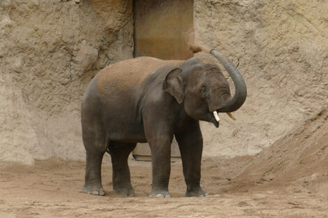 Neuer Elefant im Zoo Heidelberg