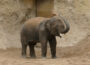 Neuer Elefant im Zoo Heidelberg