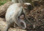 Nachwuchs bei den Weißscheitelmangaben im Zoo Heidelberg